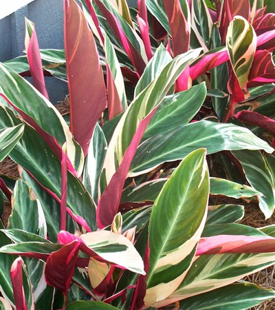 Tricolor Ginger